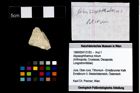 Foto (Objekt + Etikett) von Abyssophthalmus mirum  (NHMW-GEO-1990-0041-3183)